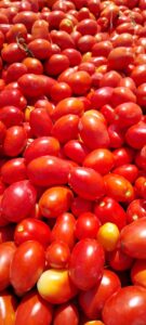 گوجه فرنگی کردستان - فروش عمده گوجه فرنگی - بازرگانی محصولات ارگانیک امیری