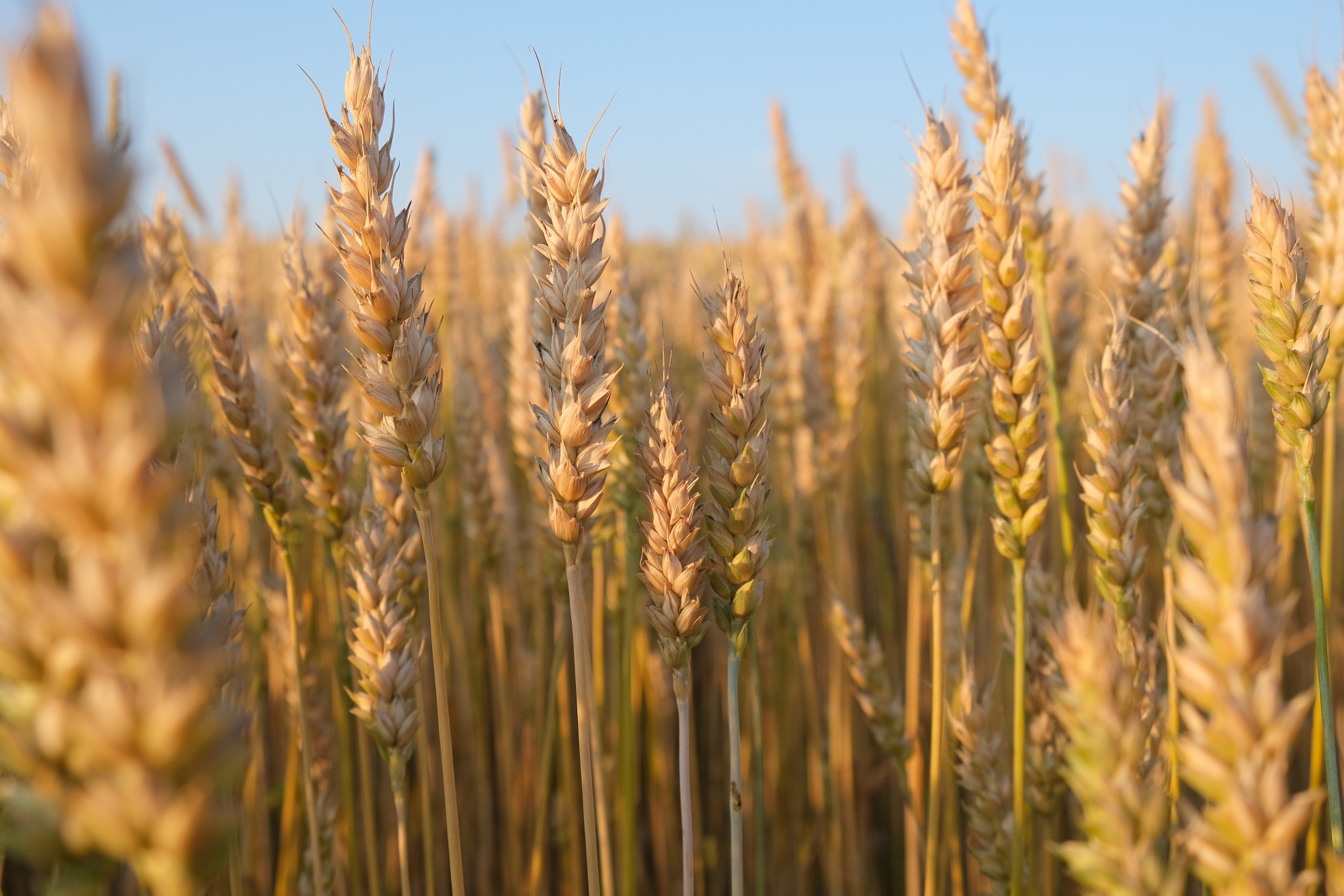 فروش عمده گندم کردستان - بازرگانی محصولات ارگانیک امیری