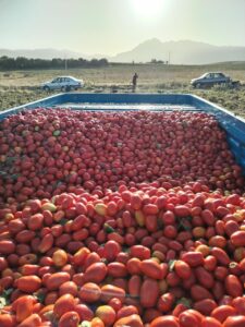 ماشین گوجه فرنگی - فروش عمده گوجه فرنگی کردستان - بازرگانی محصولات ارگانیک امیری