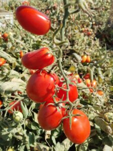خوشه گوجه فرنگی - فروش عمده گوجه فرنگی کردستان - بازرگانی محصولات ارگانیک امیری