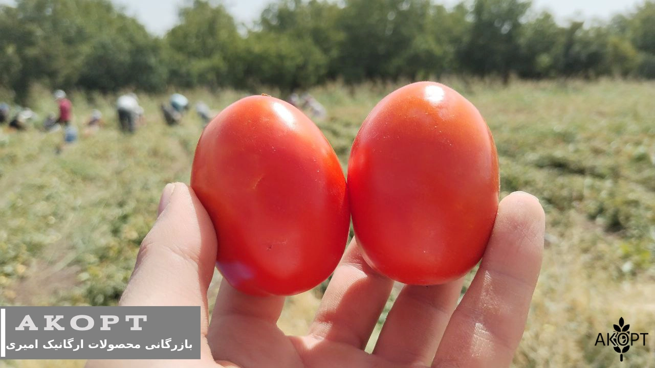 فروش عمده گوجه فرنگی کردستان - بازرگانی محصولات ارگانیک امیری