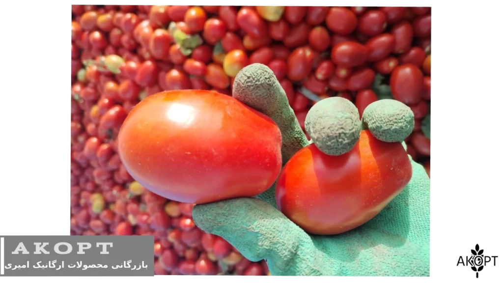فروش عمده گوجه فرنگی کردستان - بازرگانی محصولات ارگانیک امیری