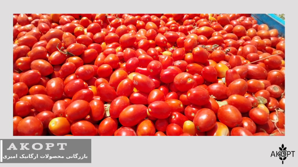 گوجه فرنگی کردستان - فروش عمده گوجه فرنگی - بازرگانی محصولات ارگانیک امیری