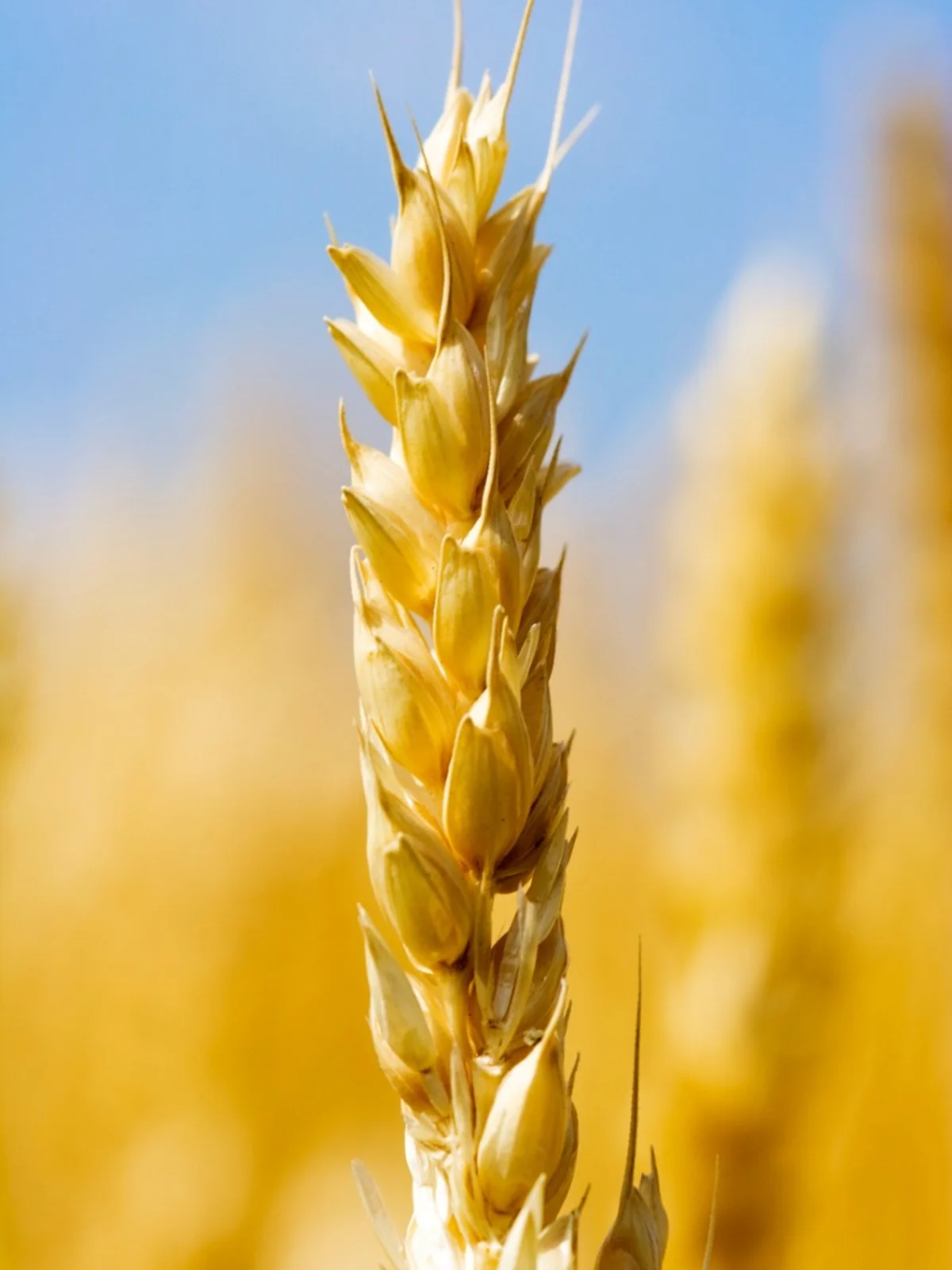 فروش عمده گندم کردستان - بازرگانی محصولات ارگانیک امیری