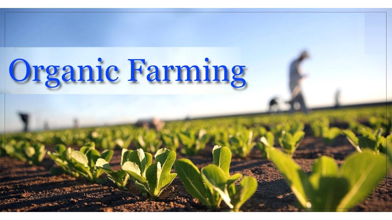 کشاورزی ارگانیک - بازرگانی محصولات ارگانیک کشاورزی امیری